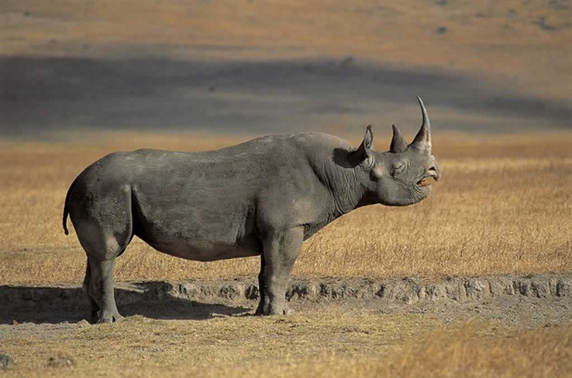 Бело черный носорог. Черный носорог. Камерунский носорог. Африканский черный носорог. Непарнокопытные носороги яванский.