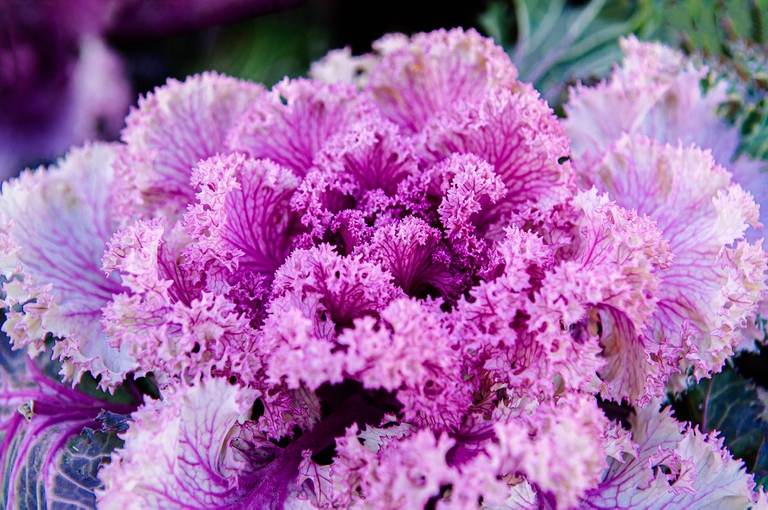 Il giardino dei fiori invernali: 10 piante per tutti i colori - la  Repubblica