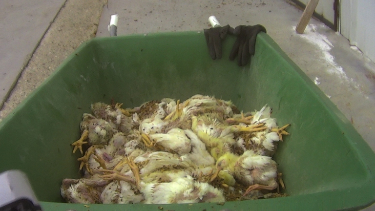 condizioni allevamenti polli