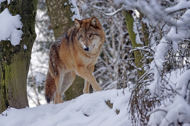 In Svezia è iniziato il più grande abbattimento di lupi della storia moderna