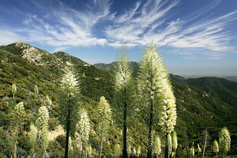 Foresta in Canada