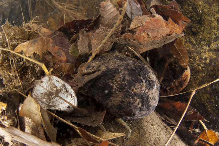 Japanese giant salamander_C_TopOutImages Yukihiro Fukuda