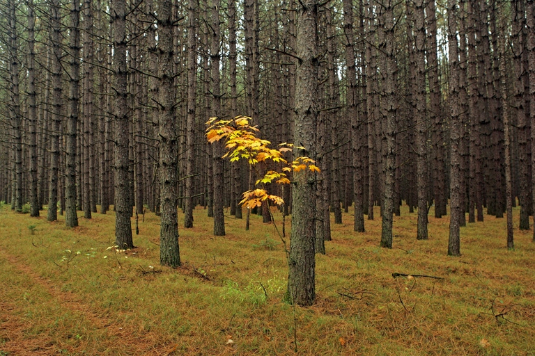 Foresta di conifere negli Stati Uniti