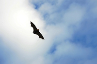 Impariamo a conoscere i pipistrelli, fondamentali per la salute dell’ecosistema