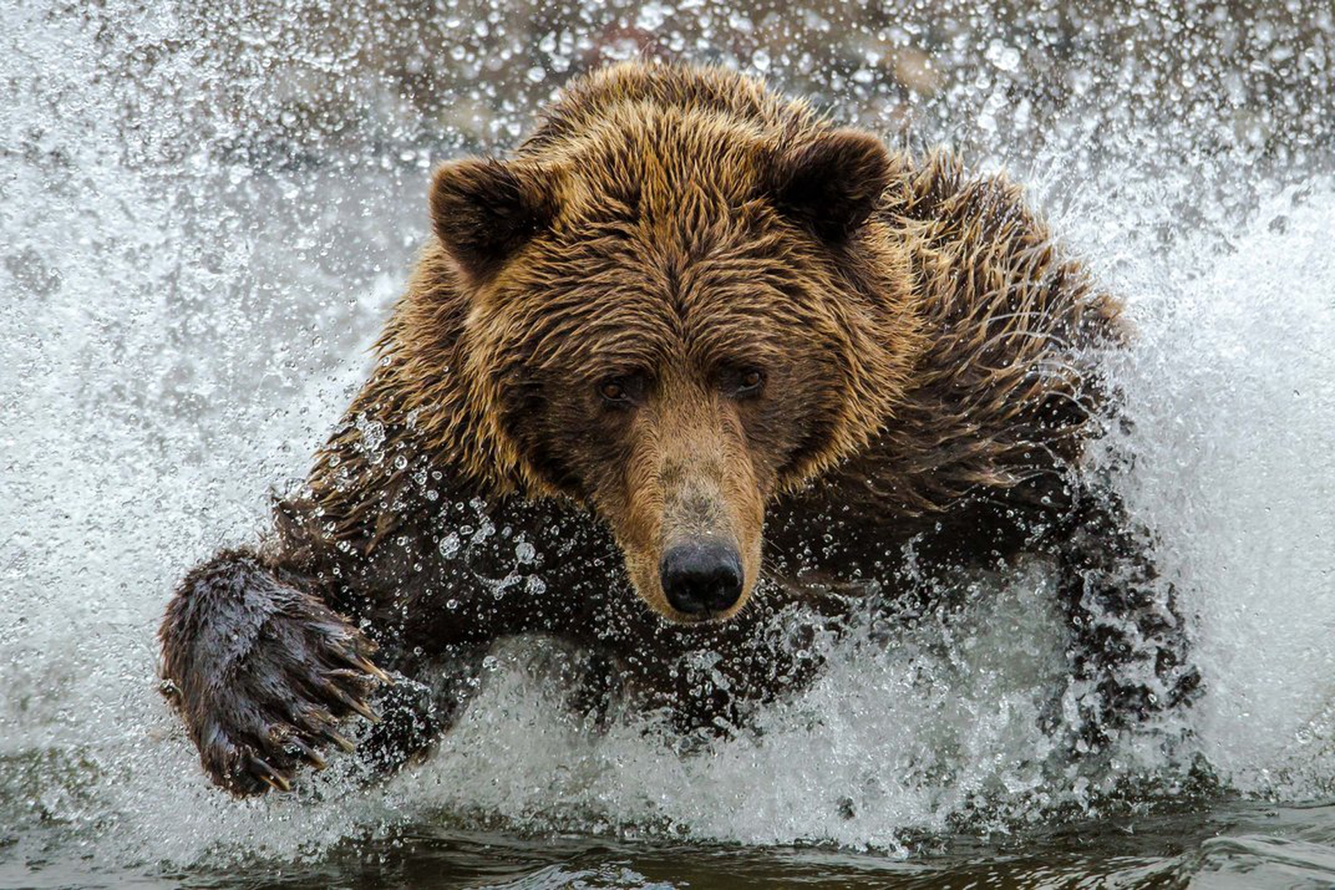 Le 10 foto di natura più belle dell'anno per lo Smithsonian