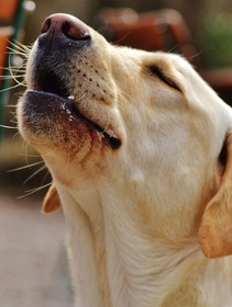 Dogs perform coronavirus tests at Helsinki Airport