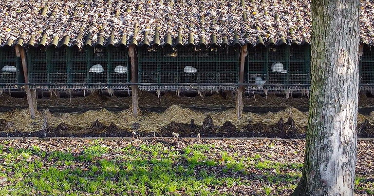 L'allevamento di visoni sotto indagine