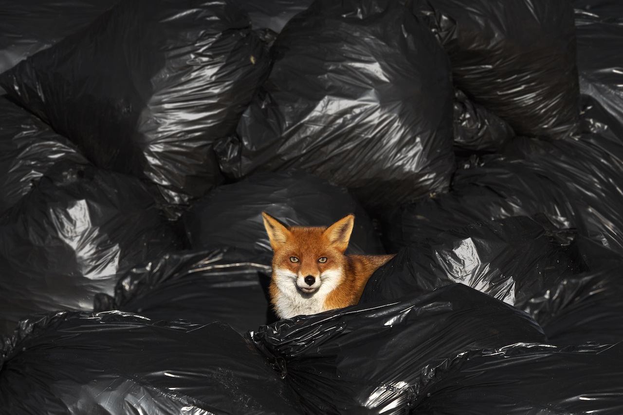 Litter and wildlife the photos that launched Lidl UK's new environmental initiative LifeGate