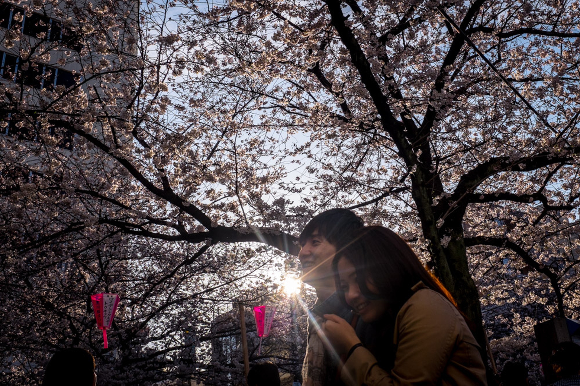 Hanami celebration of the blossoming of cherry trees