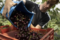 Ritrovati pesticidi su un terzo della frutta coltivata in Europa