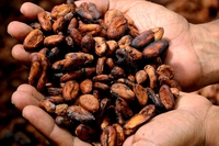 Scoperto nelle fave di cacao un potente alleato della memoria