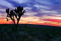 Scientists crowdfund to save the Joshua tree by sequencing its genome