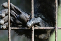 Al via la ristampa di “Liberazione animale”, il libro di Peter Singer