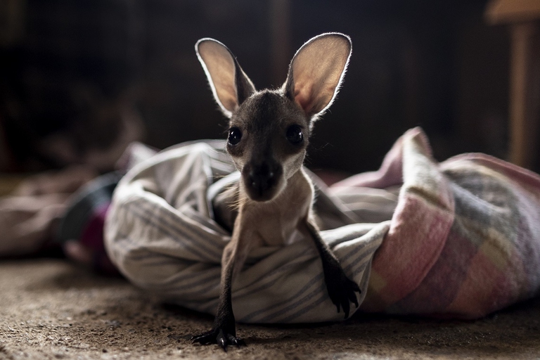 Incendi in Australia, la petizione per i koala: come aiutare questi  splendidi animali