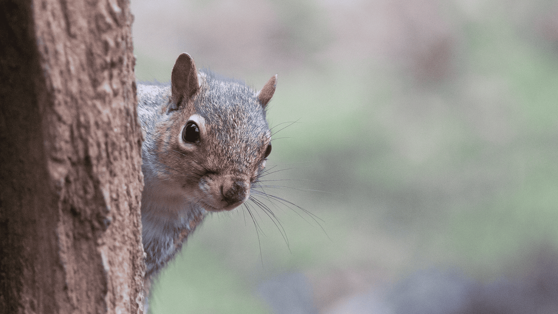 Il paradosso della conservazione: chi si preoccupa delle specie aliene?