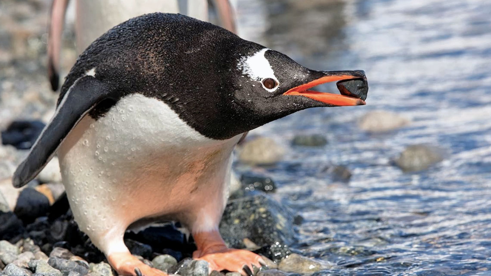 Etologia del corteggiamento, gli uccelli: il pinguino maschio