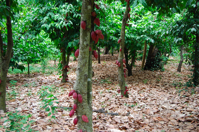 foresta di cacao