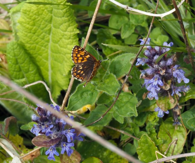 duke of burgundy 