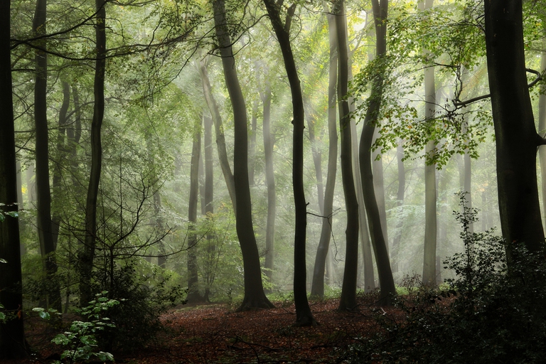 boschi e foreste in italia