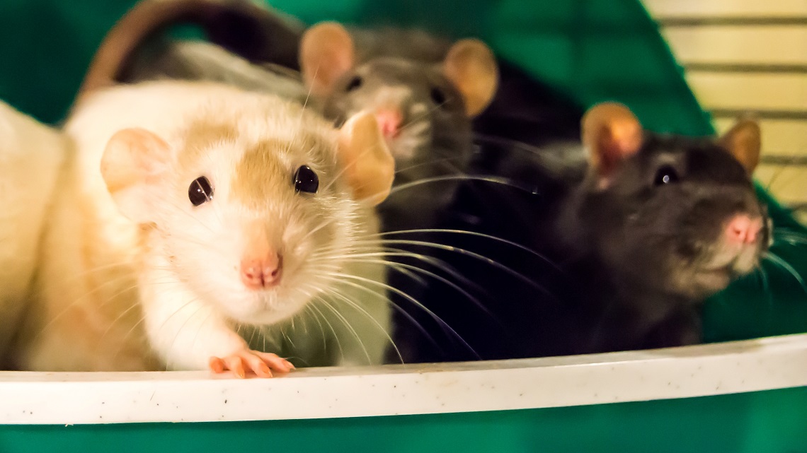 Ai ratti non piace danneggiare i propri simili LifeGate