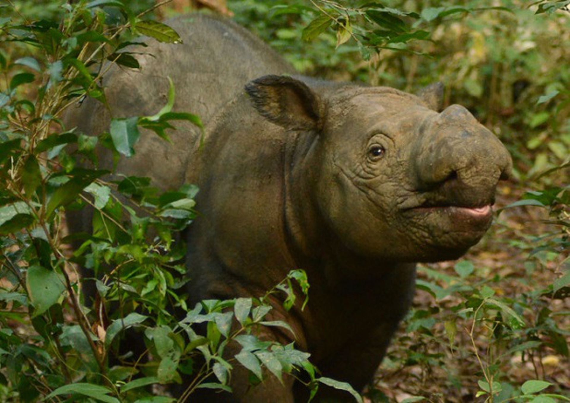 rinoceronte di Sumatra