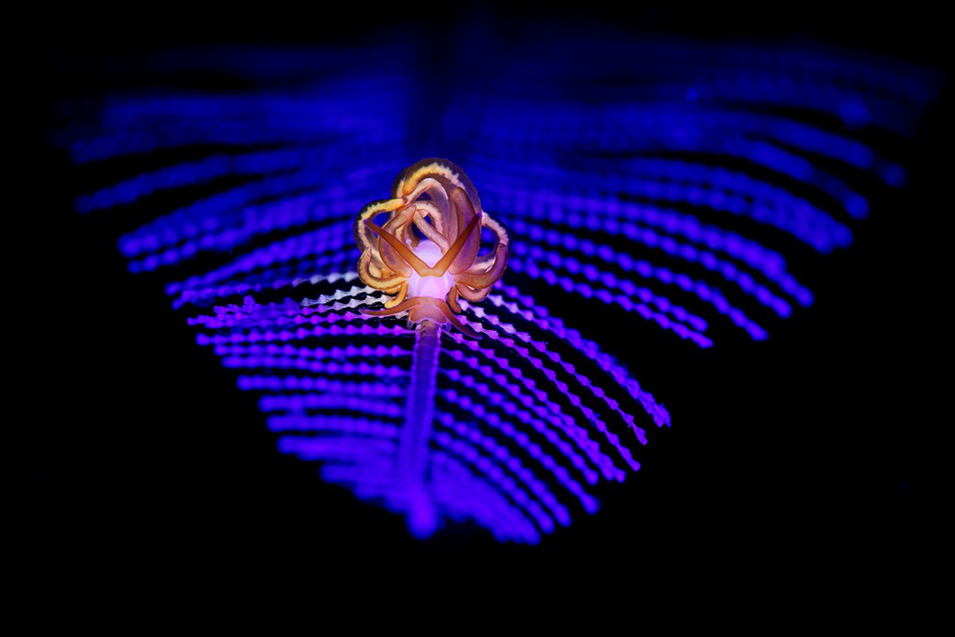 The winning photos of the Underwater Photographer of the Year 2018