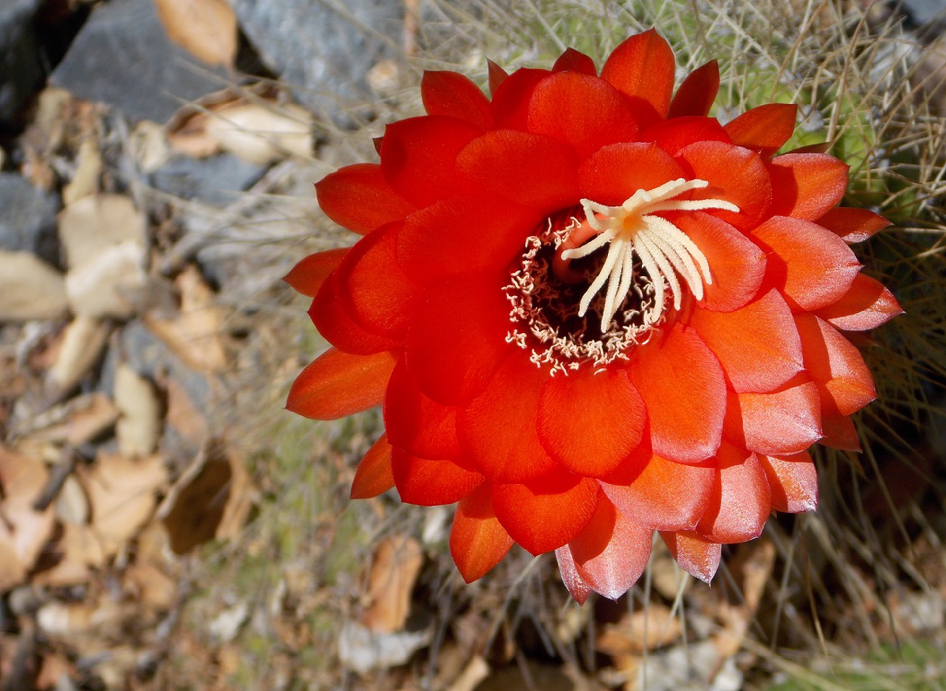 Fiore di cactus