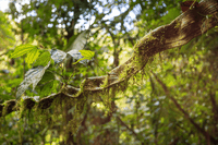 A novembre, con il Forest Month di Deesup scopri il design e aiuti l’Amazzonia