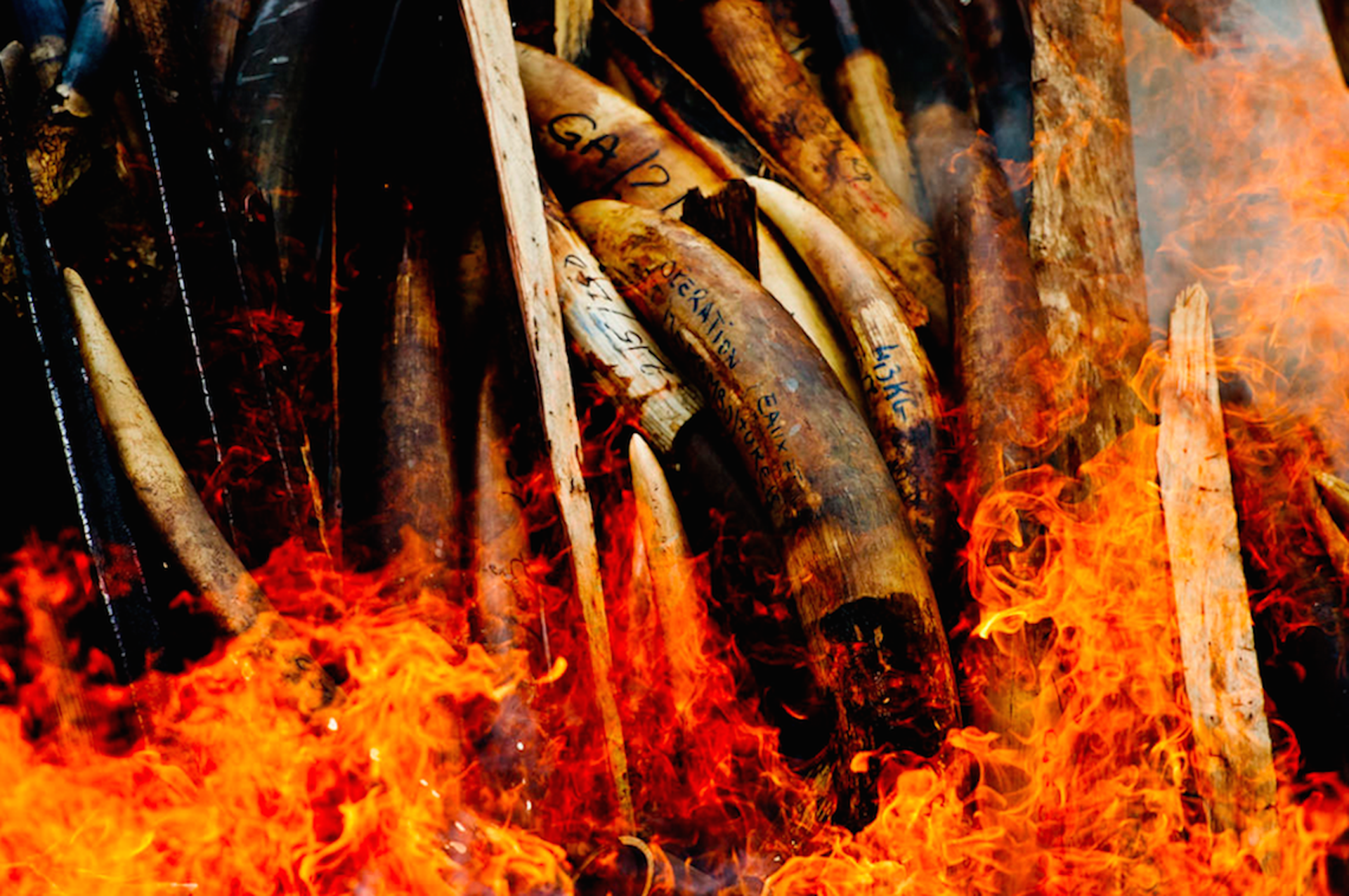 37 burning-ivory