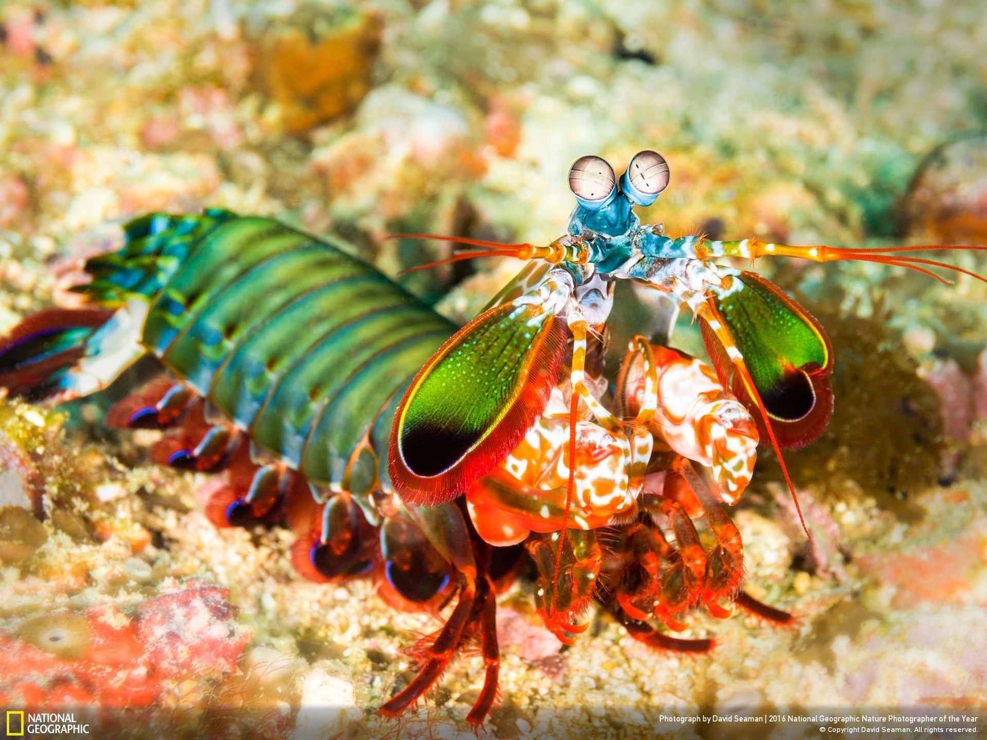 Peacock Mantis Shrimp on Guard - National Geographic Nature Photographer of the Year