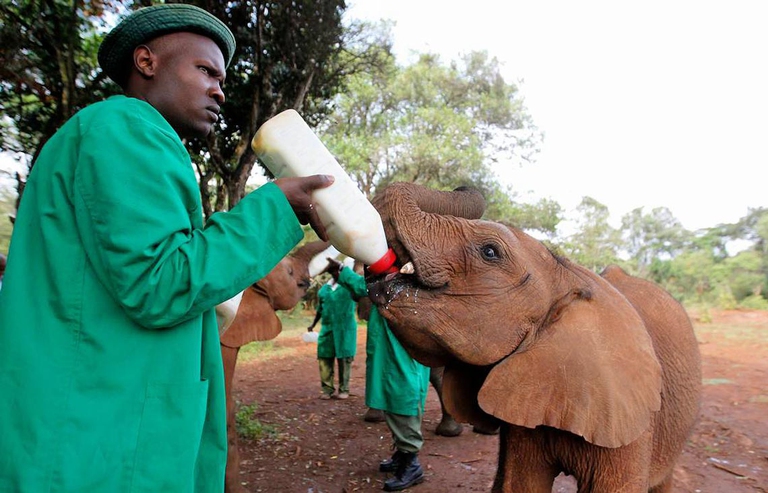 Operatori del rifugio mentre somministrano lo speciale "nettare". Di Daphne Sheldryck è stata l'invenzione, dopo circa 30 anni di lavoro, di un alimento in grado di sostituire il latte materno per i piccoli pachidermi.