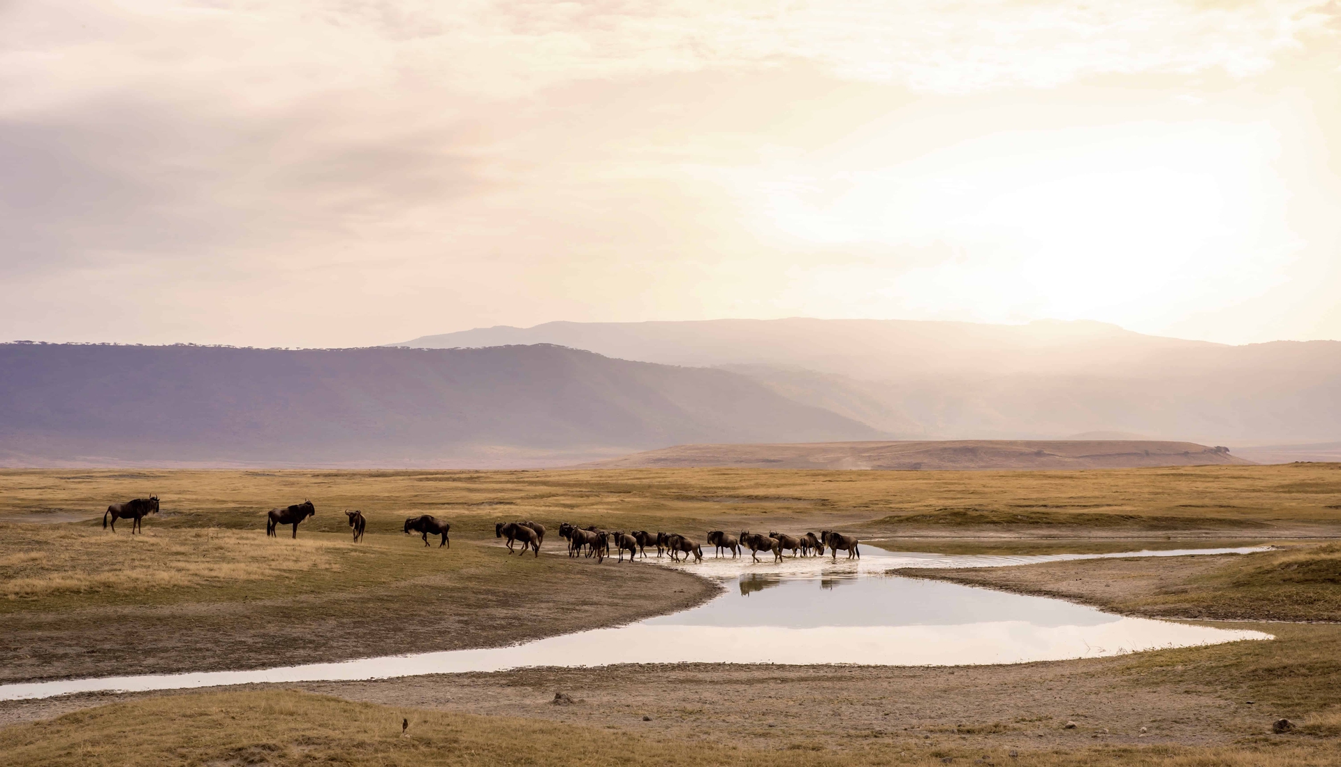 Mandrie di gnu nel cratere del Ngorongoro