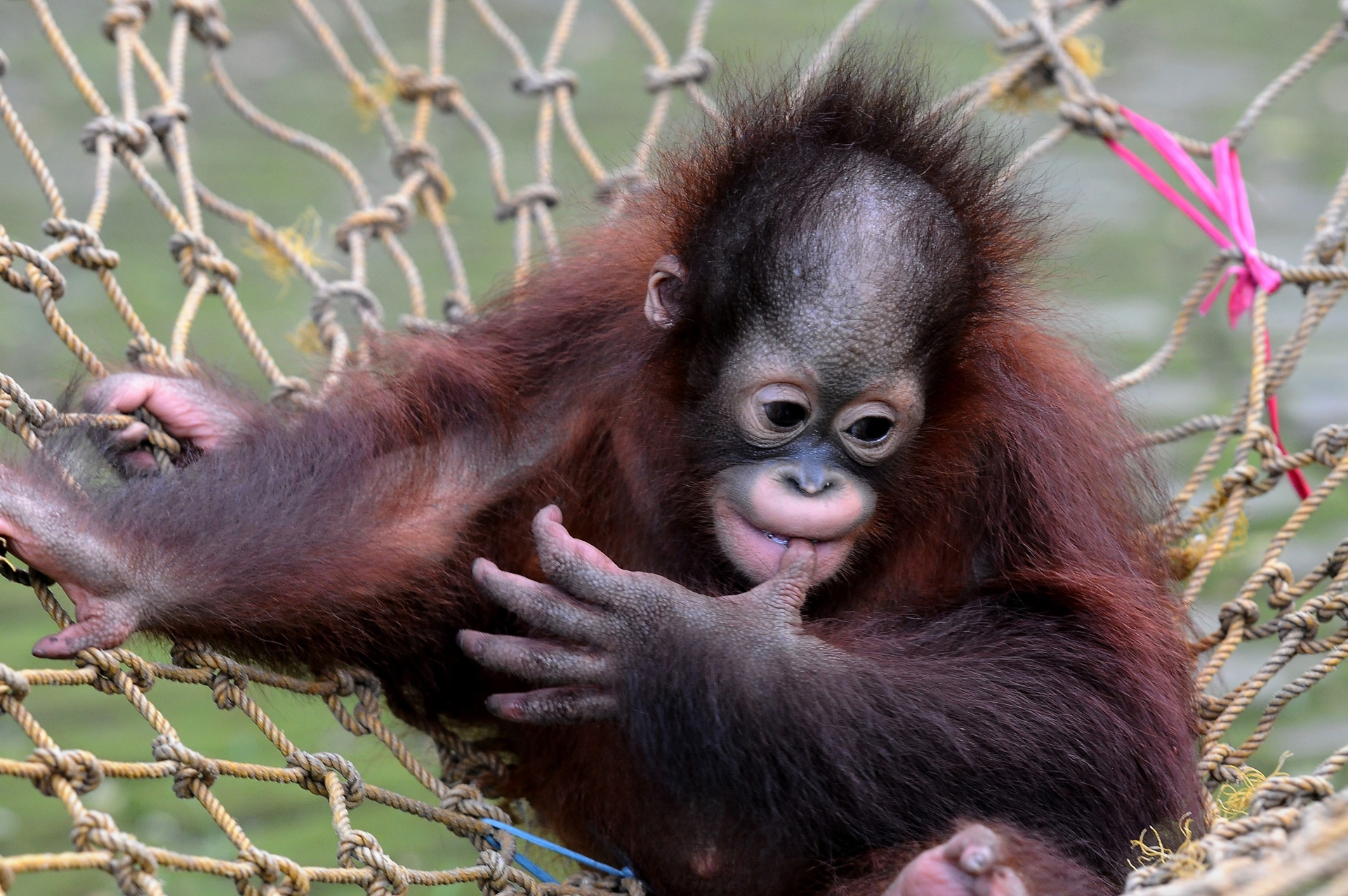 Damai e Rizki, due cuccioli di orango tornano il libertà