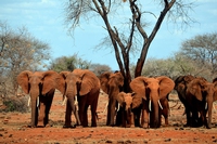 Satao, il più grande elefante africano ucciso per l’avorio