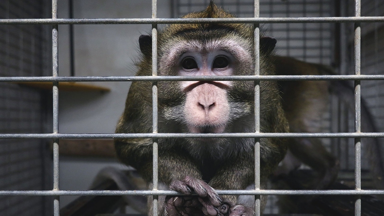 Un macaco rinchiuso in uno stabulario dove si pratica vivisezioneUn macaco rinchiuso in uno stabulario dove si pratica vivisezione
