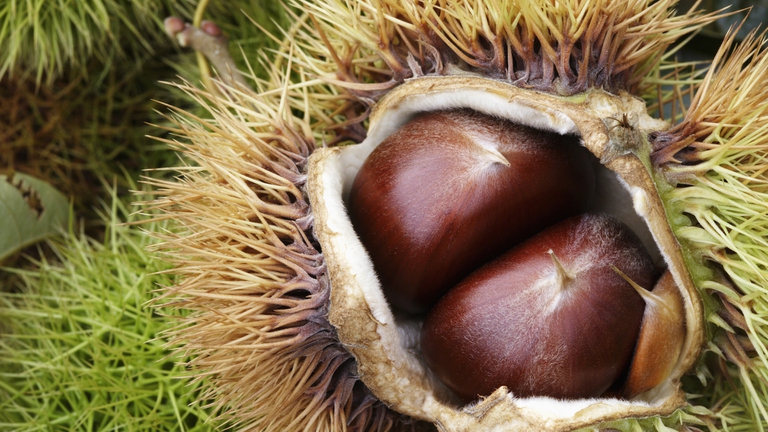 castagne