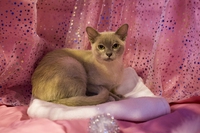 Gatto burmese americano ed europeo, carattere e caratteristiche di questa razza
