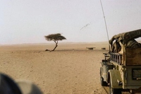 La storia dell’albero di Ténéré nel nuovo video delle Ibeyi