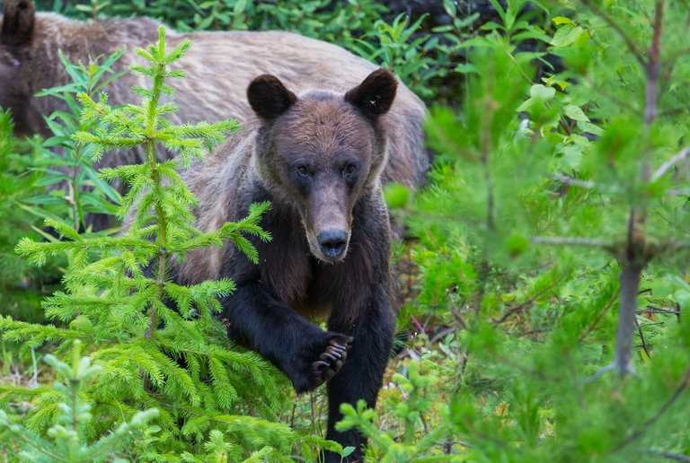Giovane grizzly tra gli abeti
