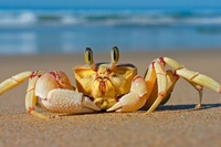 Secchiello stop, basta animali maltrattati in spiaggia