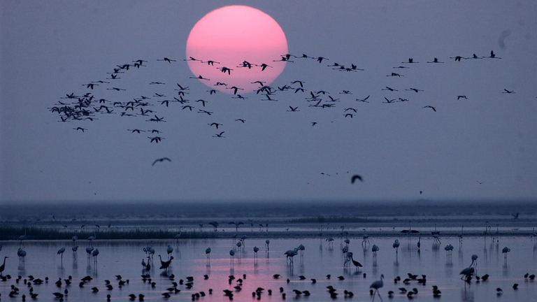 parchi nazionali spagna doñana