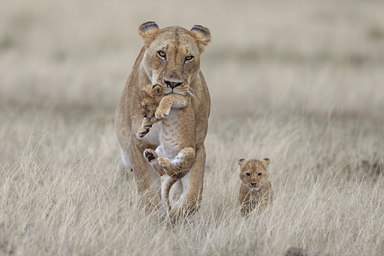 Leonessa con i suo cuccioli