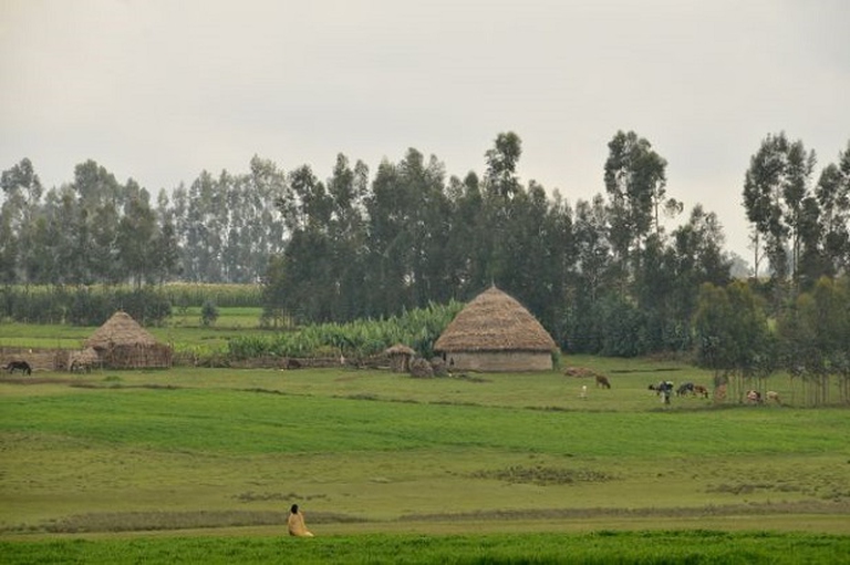 tigray