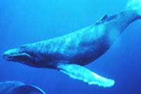Scandalo voti sulla caccia alle balene