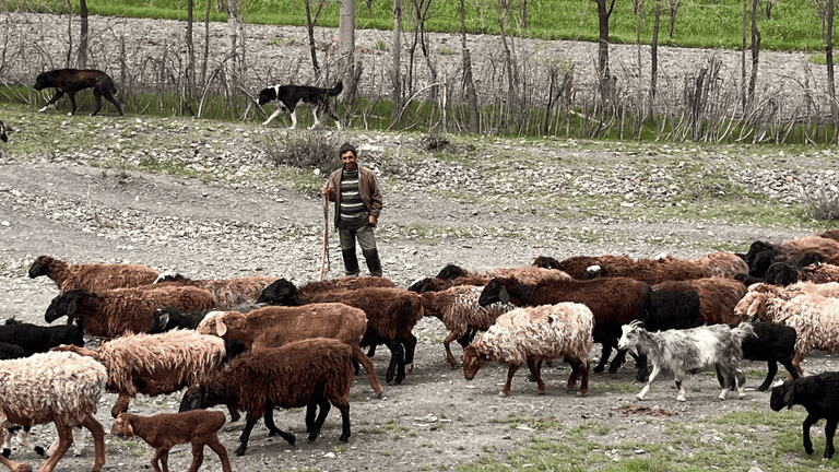 pastore tagikistan