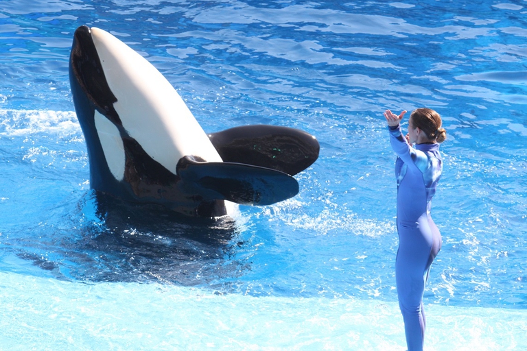 killer whale seaworld