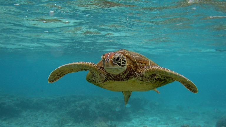 Tartaruga marina nell'oceano