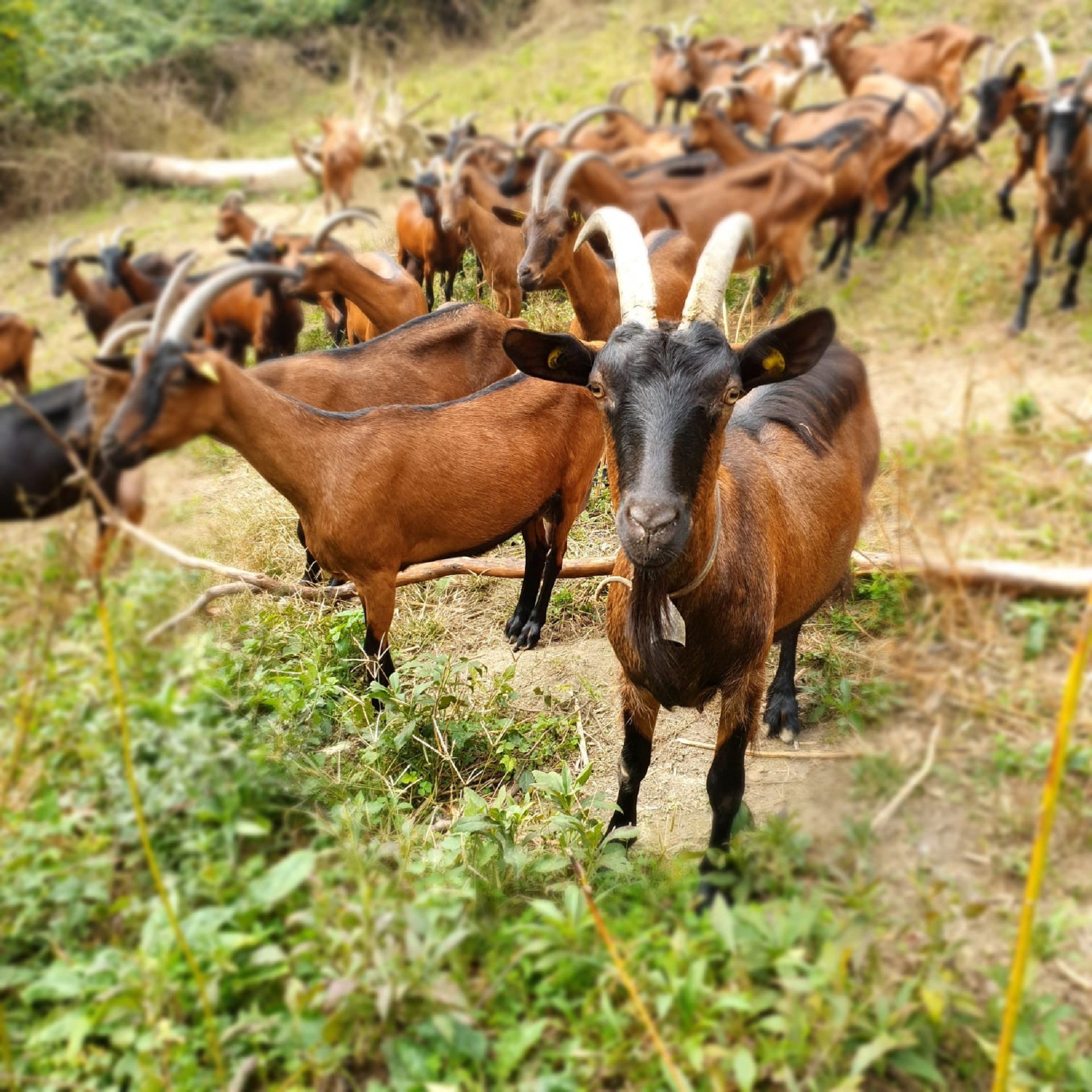 Le capre di Cascina Badin