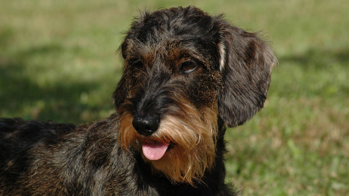 Maglietta Divertente Per Proprietari Di Bassotto A Pelo Duro - Design Unico - Foto 4