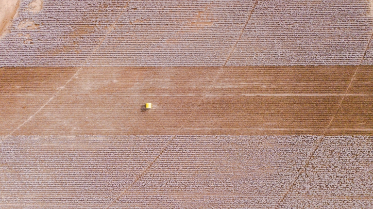 impronta idrica cotone, consumo di acqua